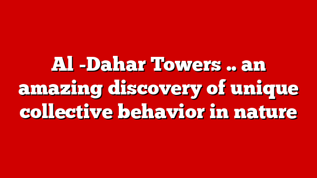 Al -Dahar Towers .. an amazing discovery of unique collective behavior in nature