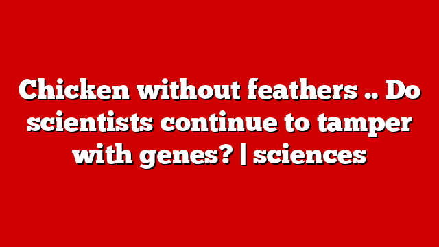 Chicken without feathers .. Do scientists continue to tamper with genes? | sciences