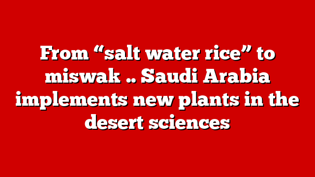 From “salt water rice” to miswak .. Saudi Arabia implements new plants in the desert sciences