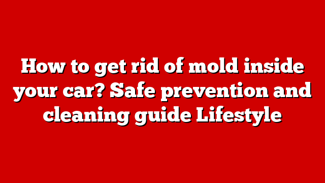 How to get rid of mold inside your car? Safe prevention and cleaning guide Lifestyle