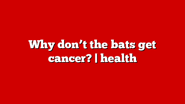 Why don’t the bats get cancer? | health