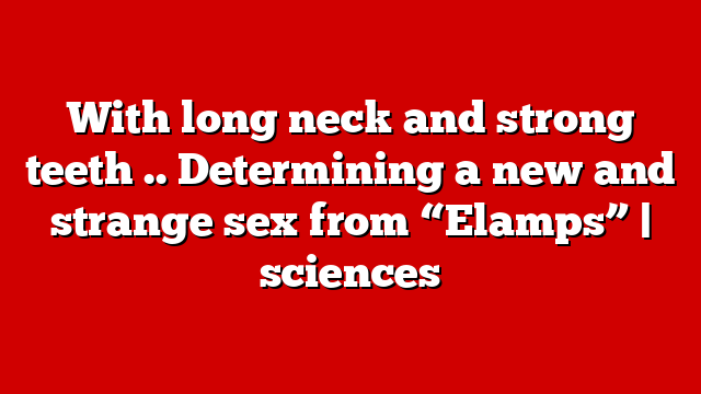 With long neck and strong teeth .. Determining a new and strange sex from “Elamps” | sciences
